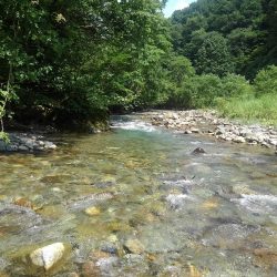 九頭竜川水系でイワナ釣り